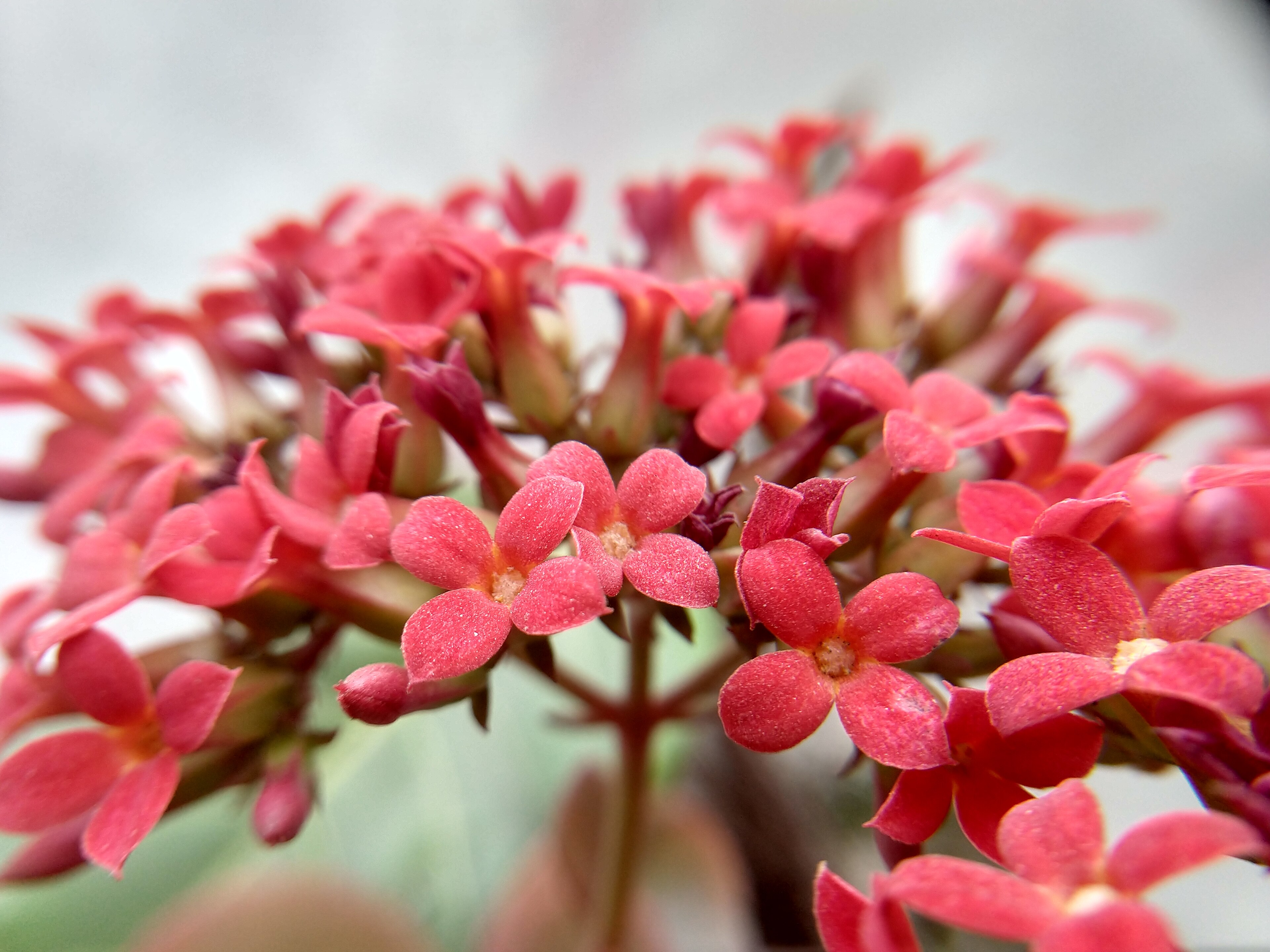 Mon Kalanchoe