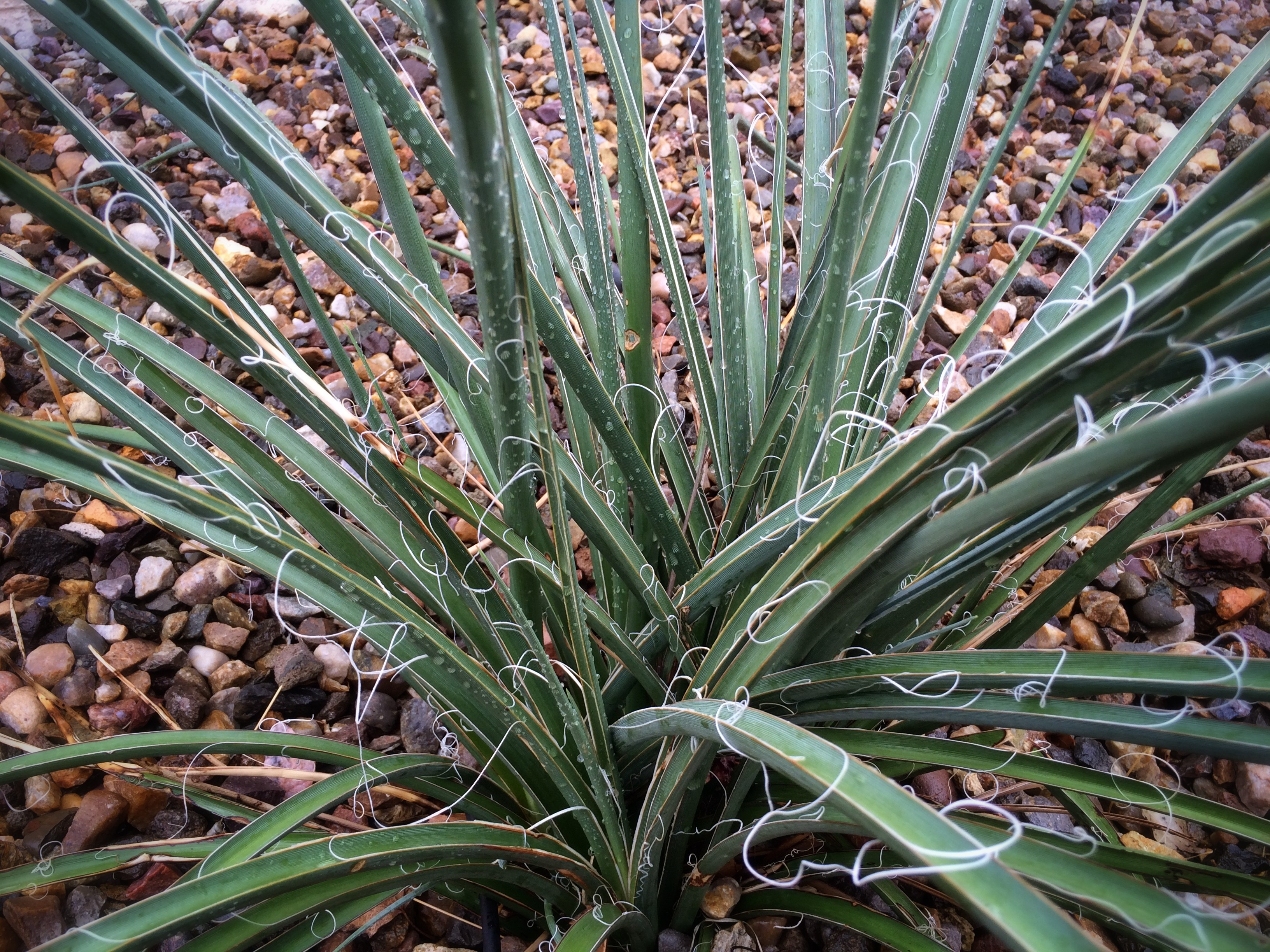 Mon Hesperaloe