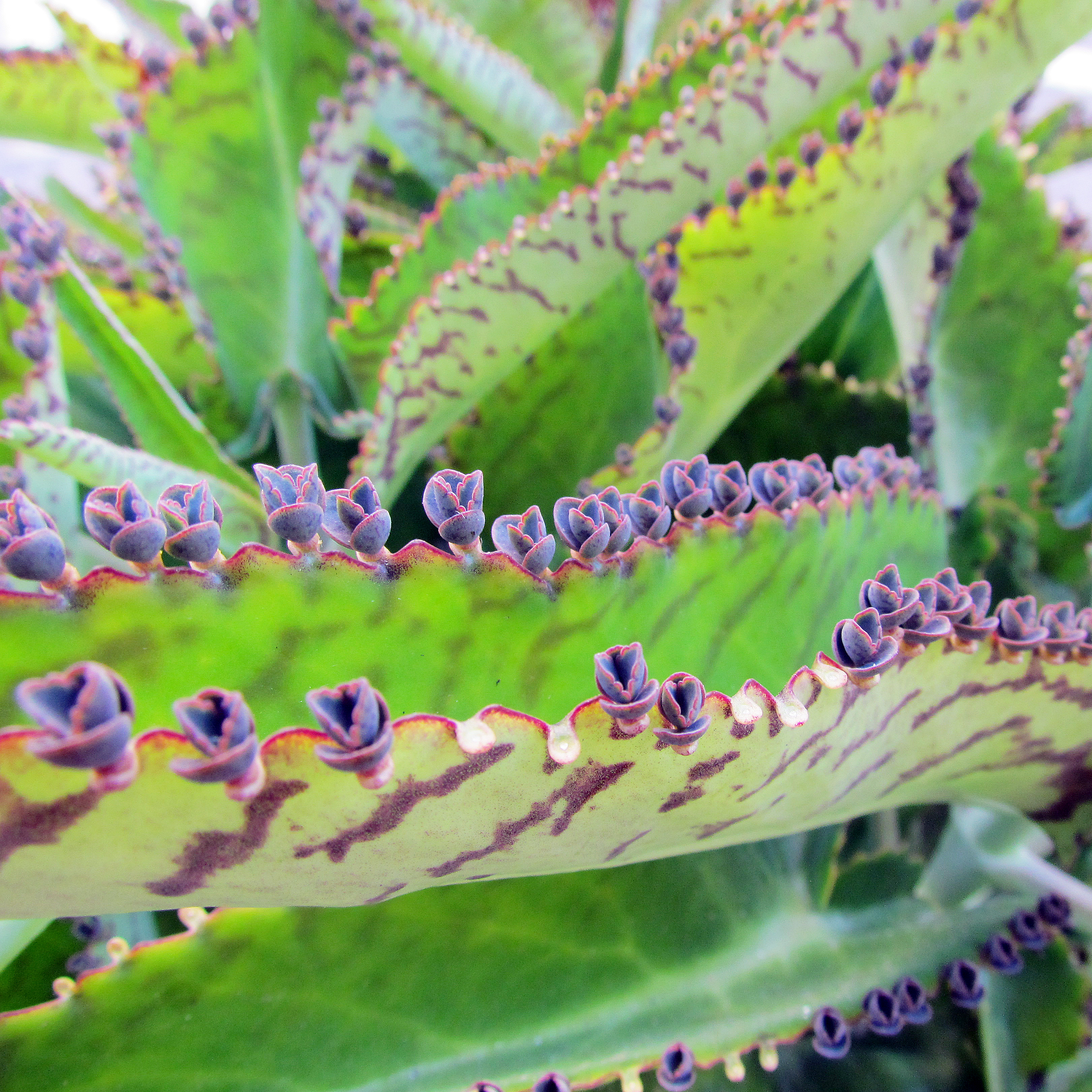 Mon Kalanchoe