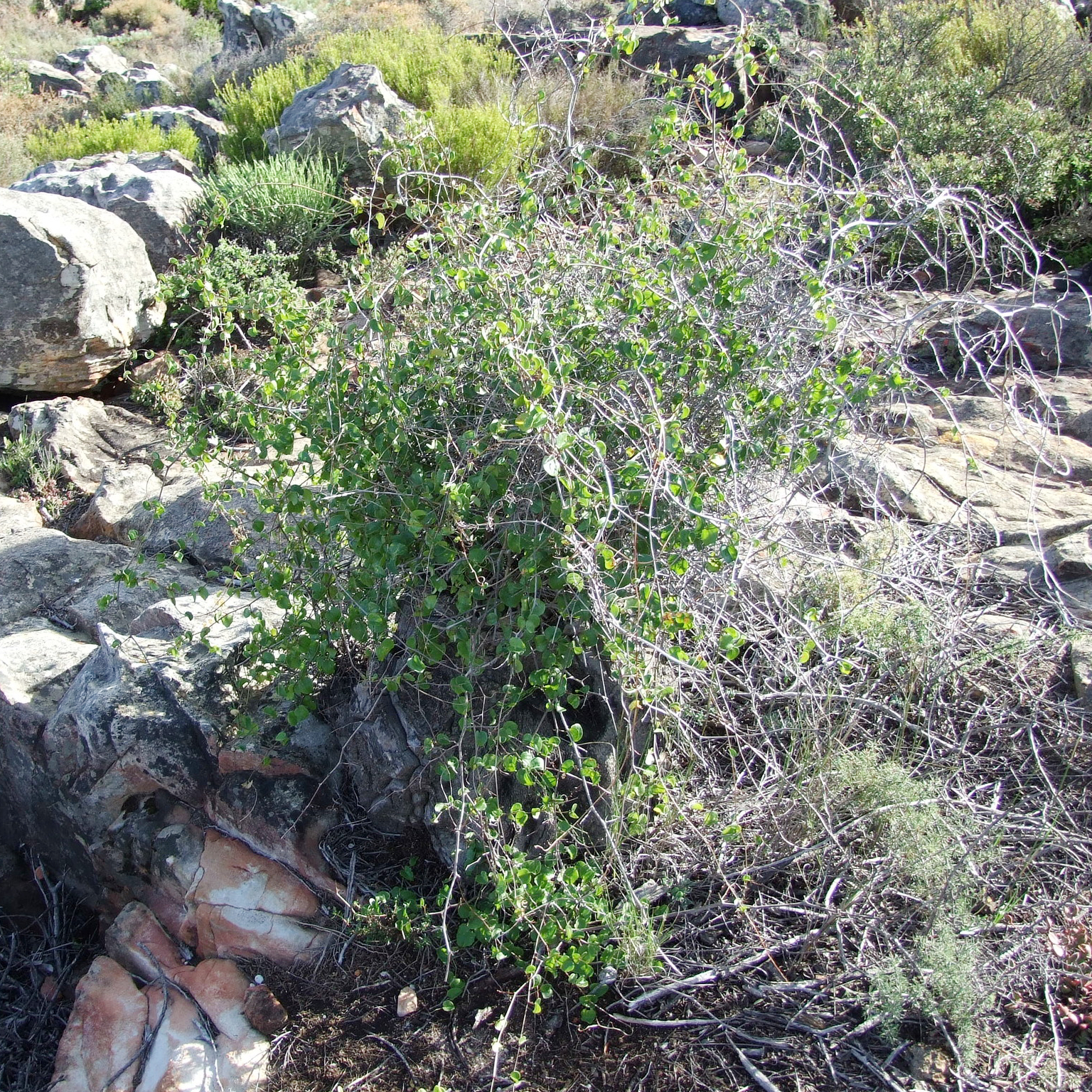 Dioscorea elephantipes