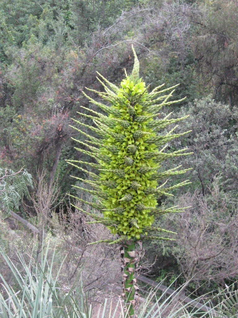 Mon Puya