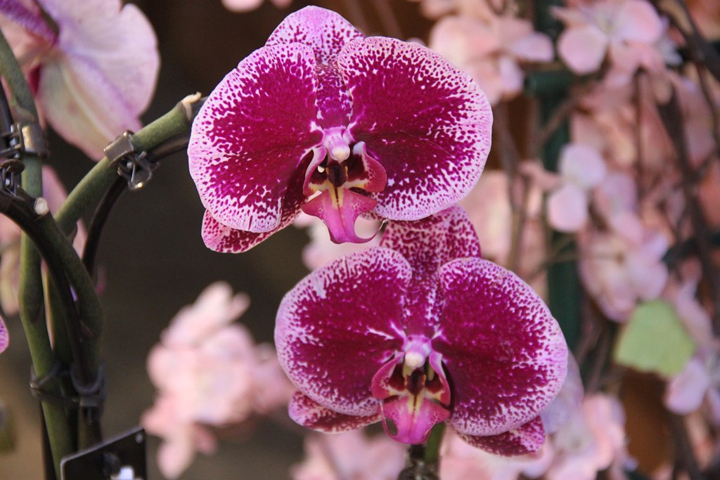 Phalaenopsis wilsonii