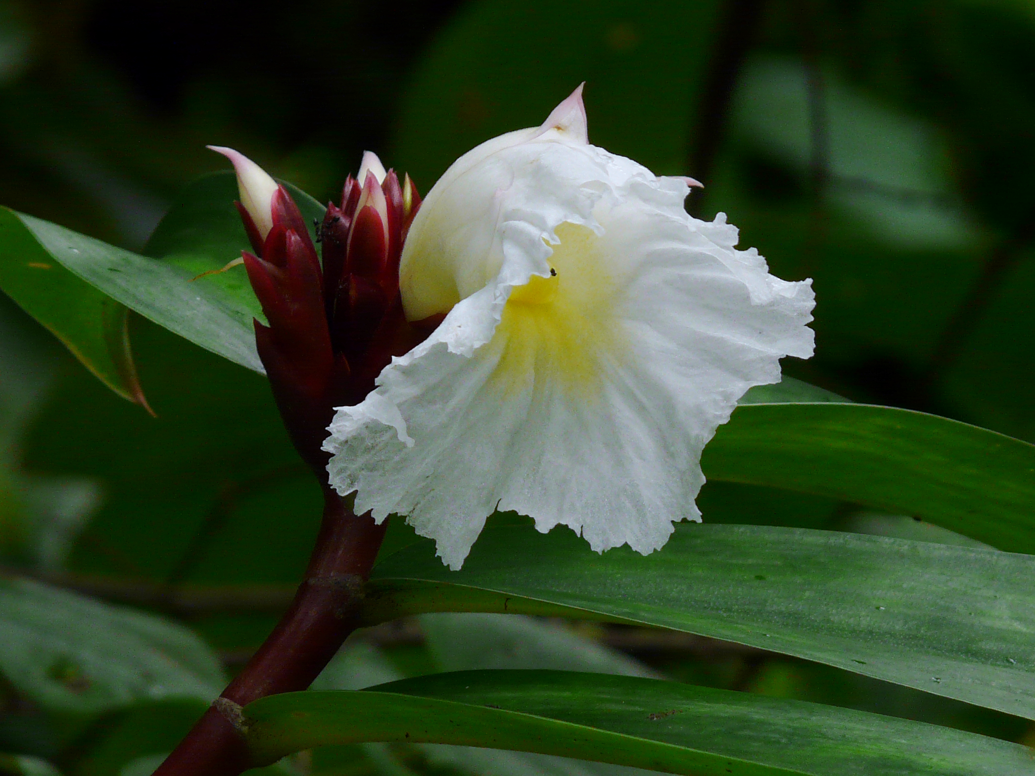 Mon Costus