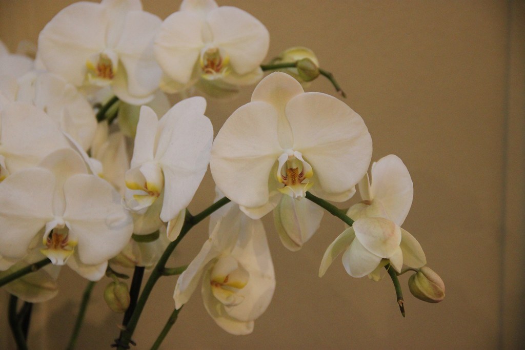 Mon Phalaenopsis