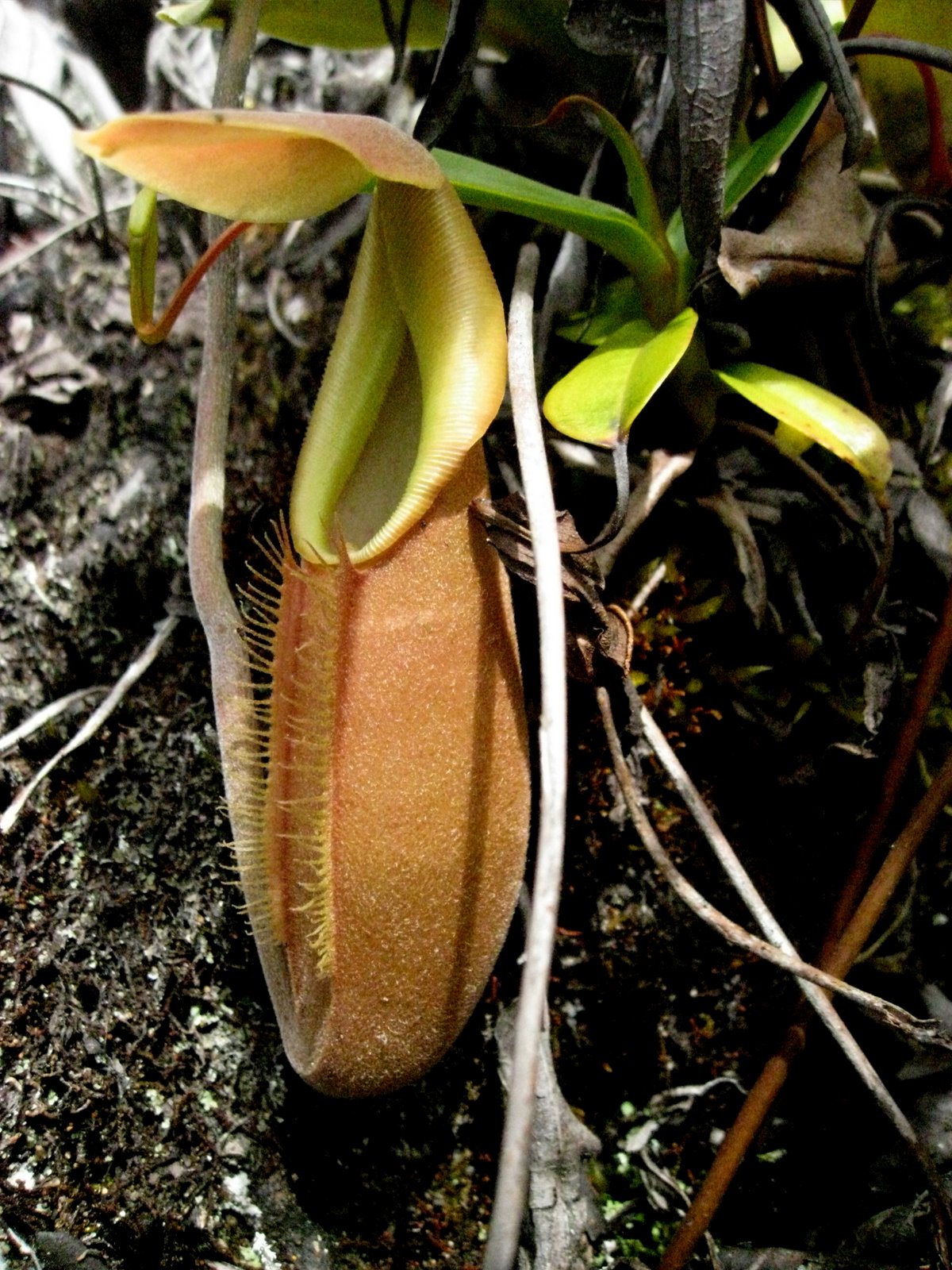 Mon Nepenthes
