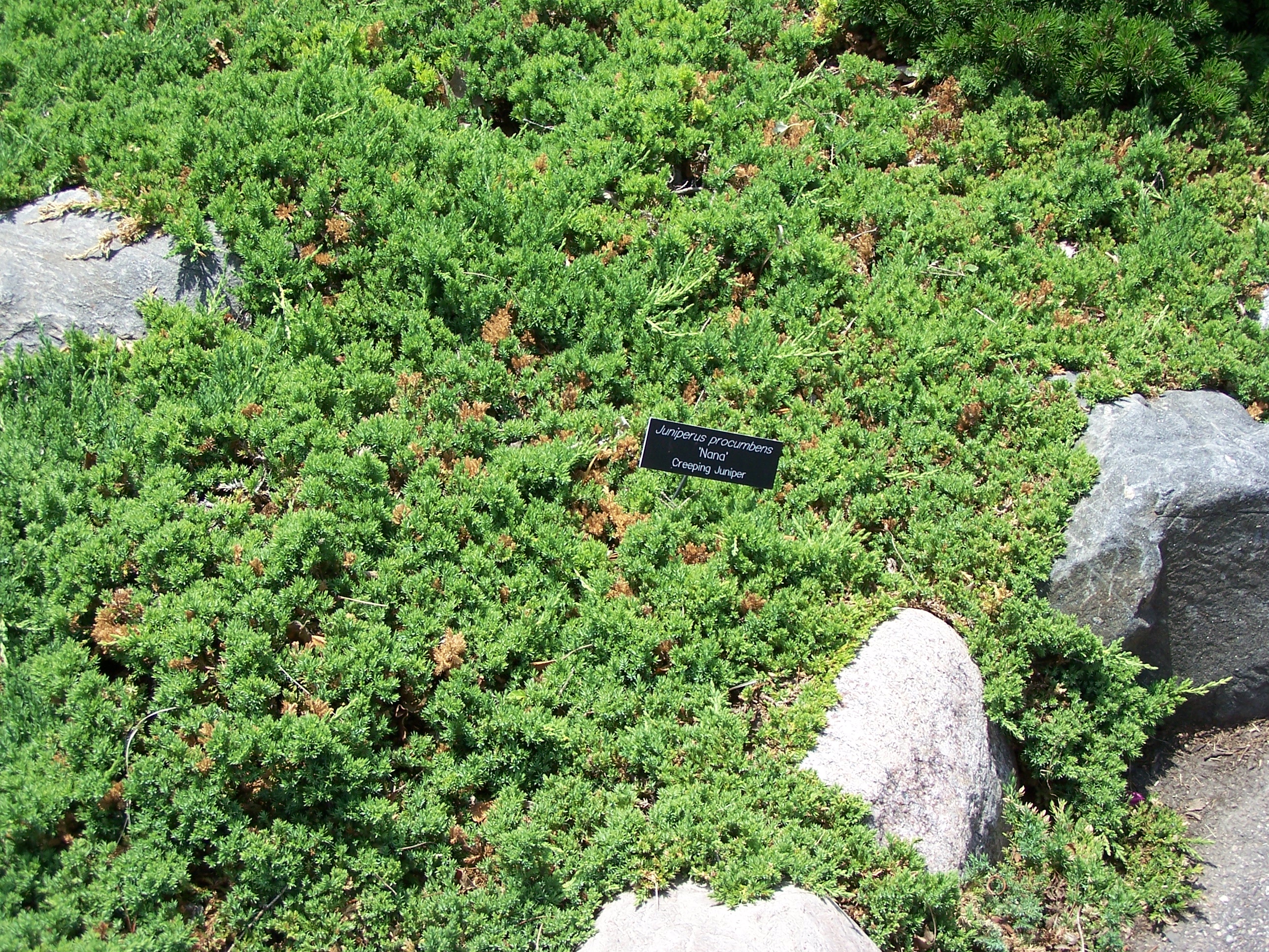 Mon Juniperus