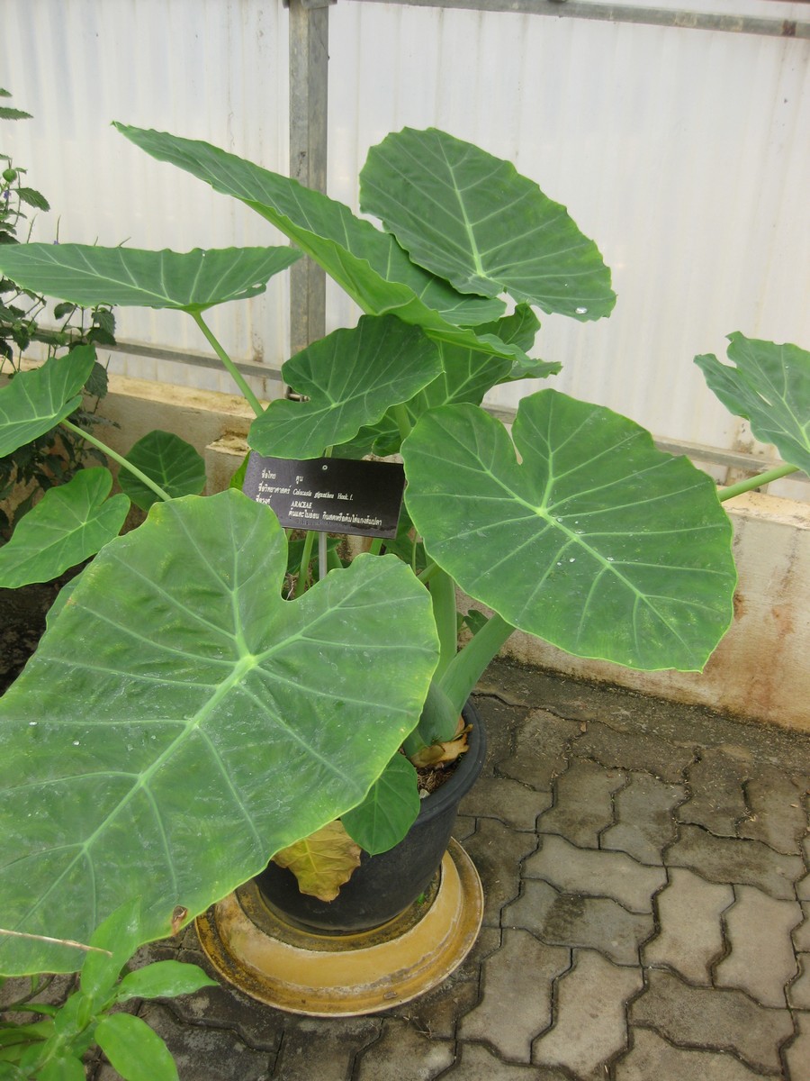 Colocasia gigantea