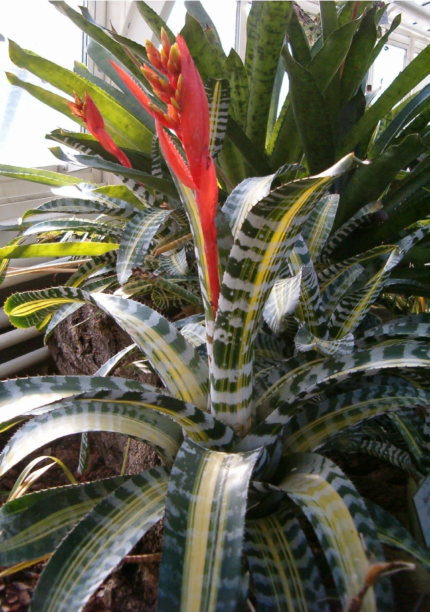 Mon Aechmea