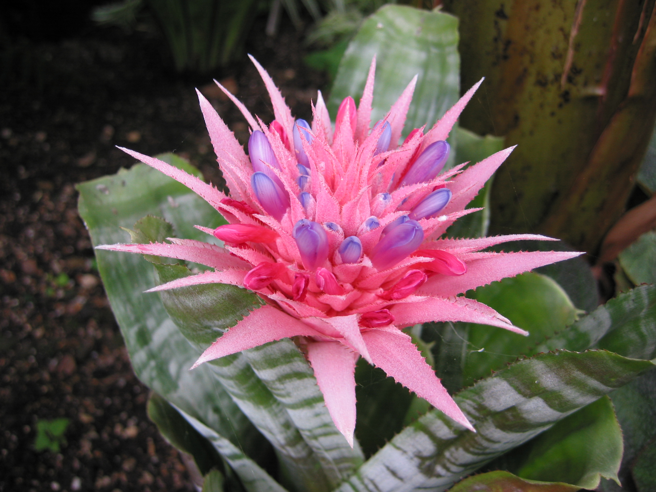 Mon Aechmea