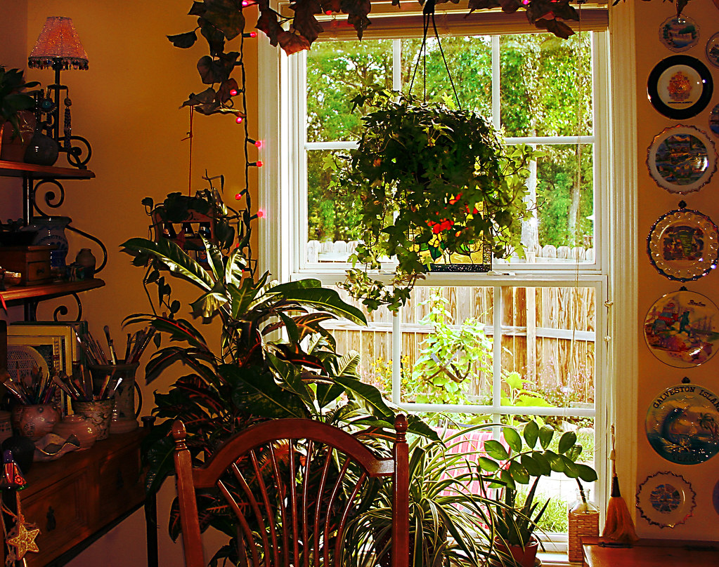 Phalaenopsis deliciosa