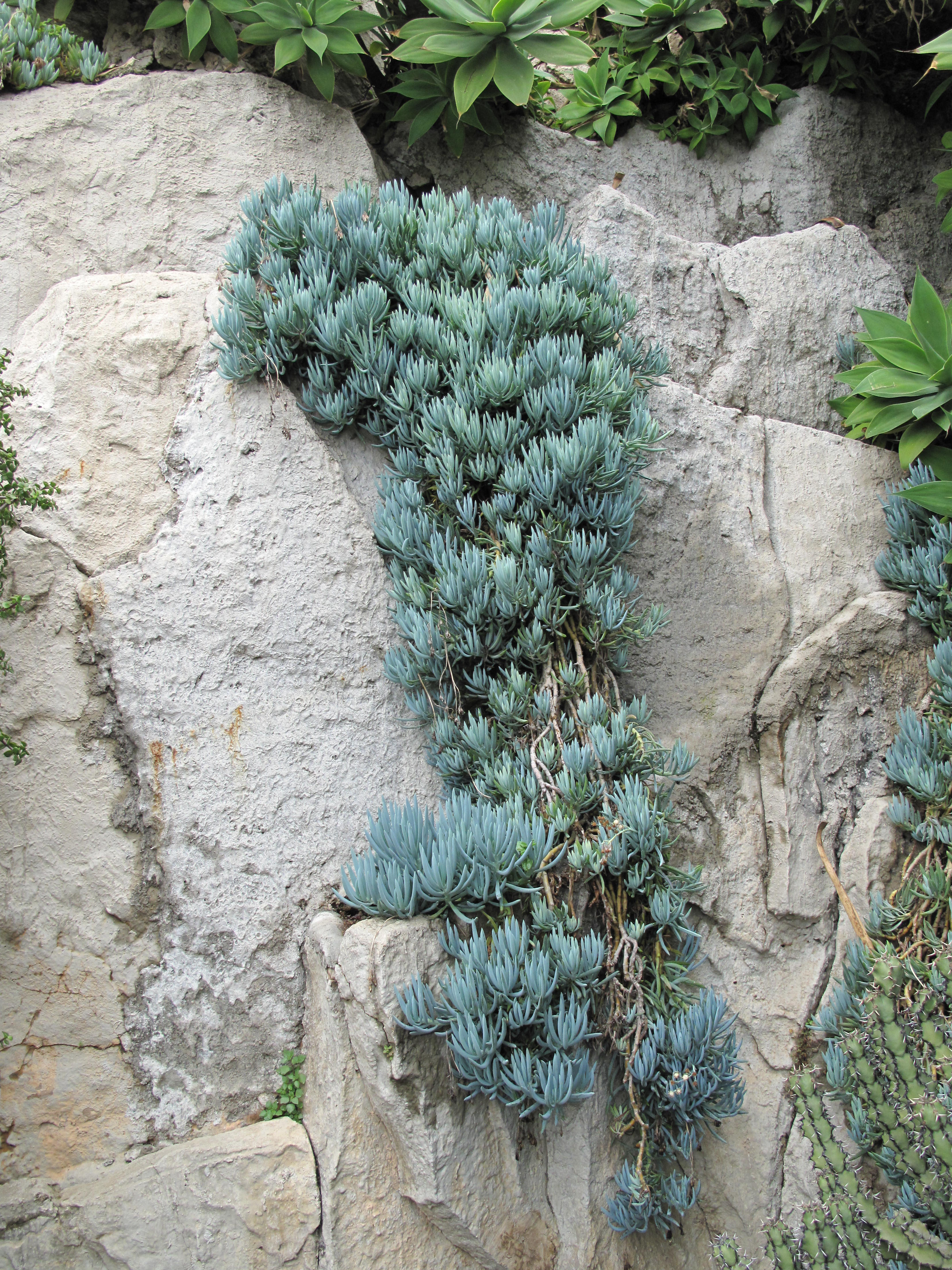 Mon Senecio