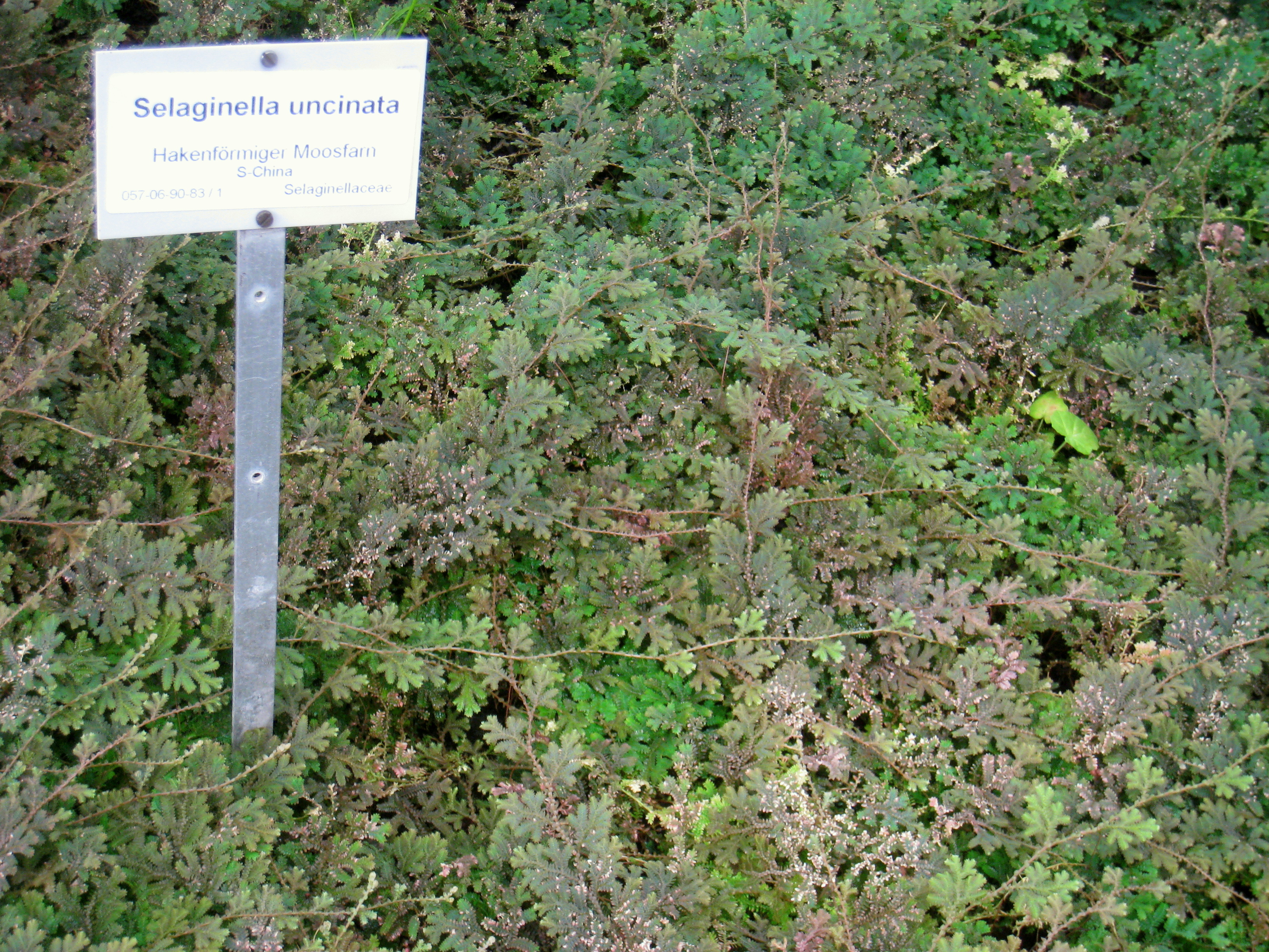 Selaginella uncinata