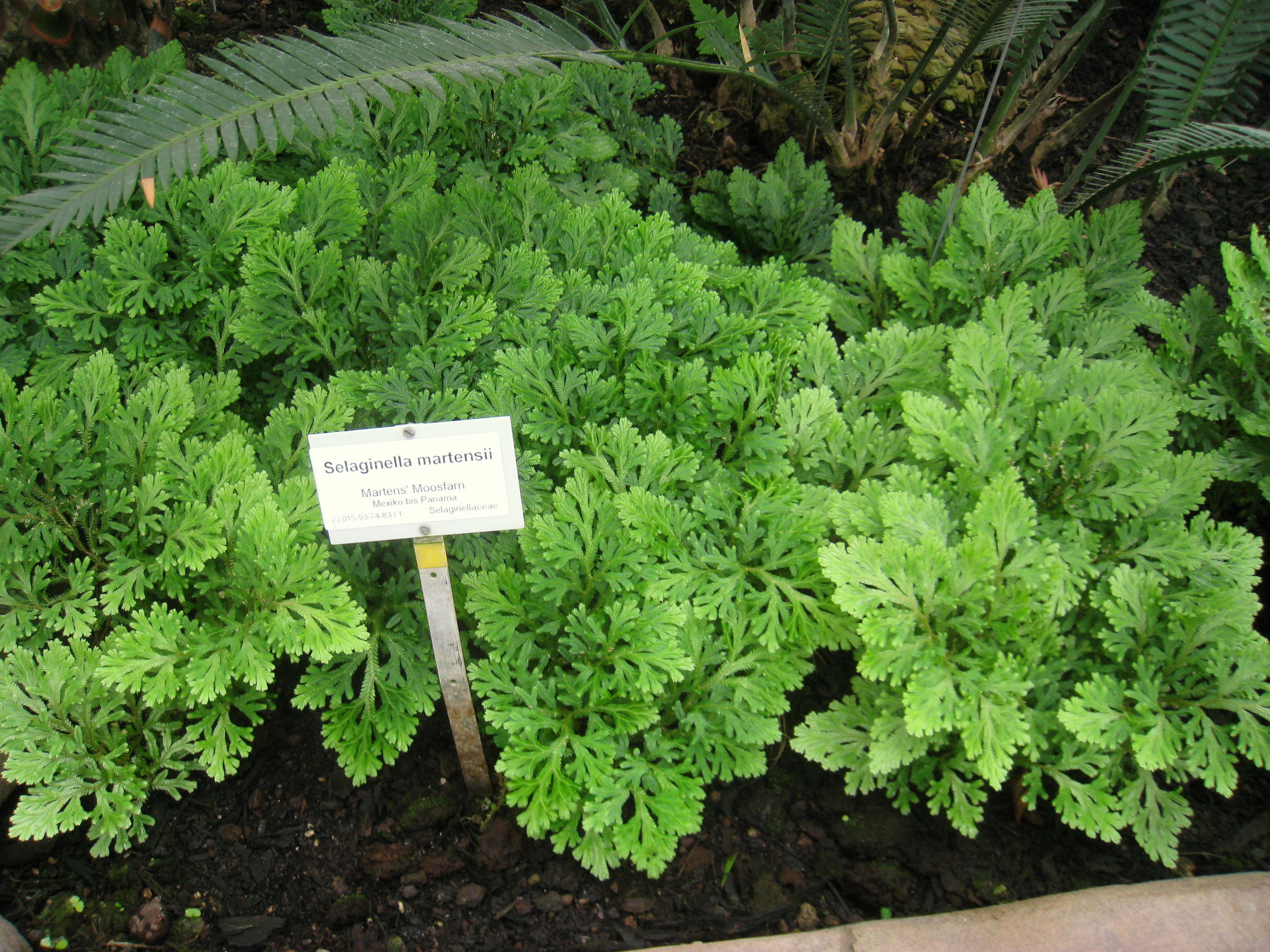 Mon Selaginella