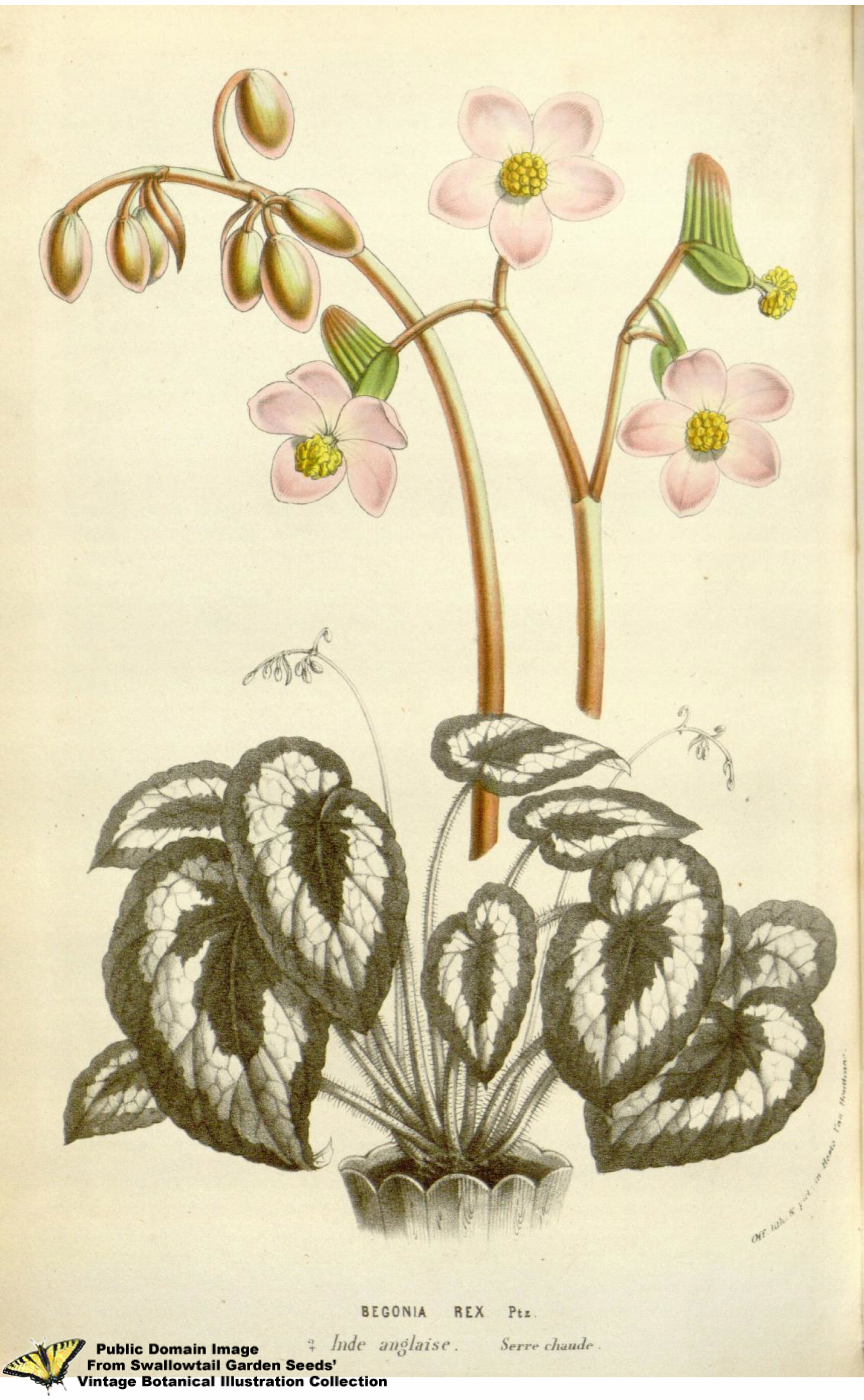 Mon Begonia