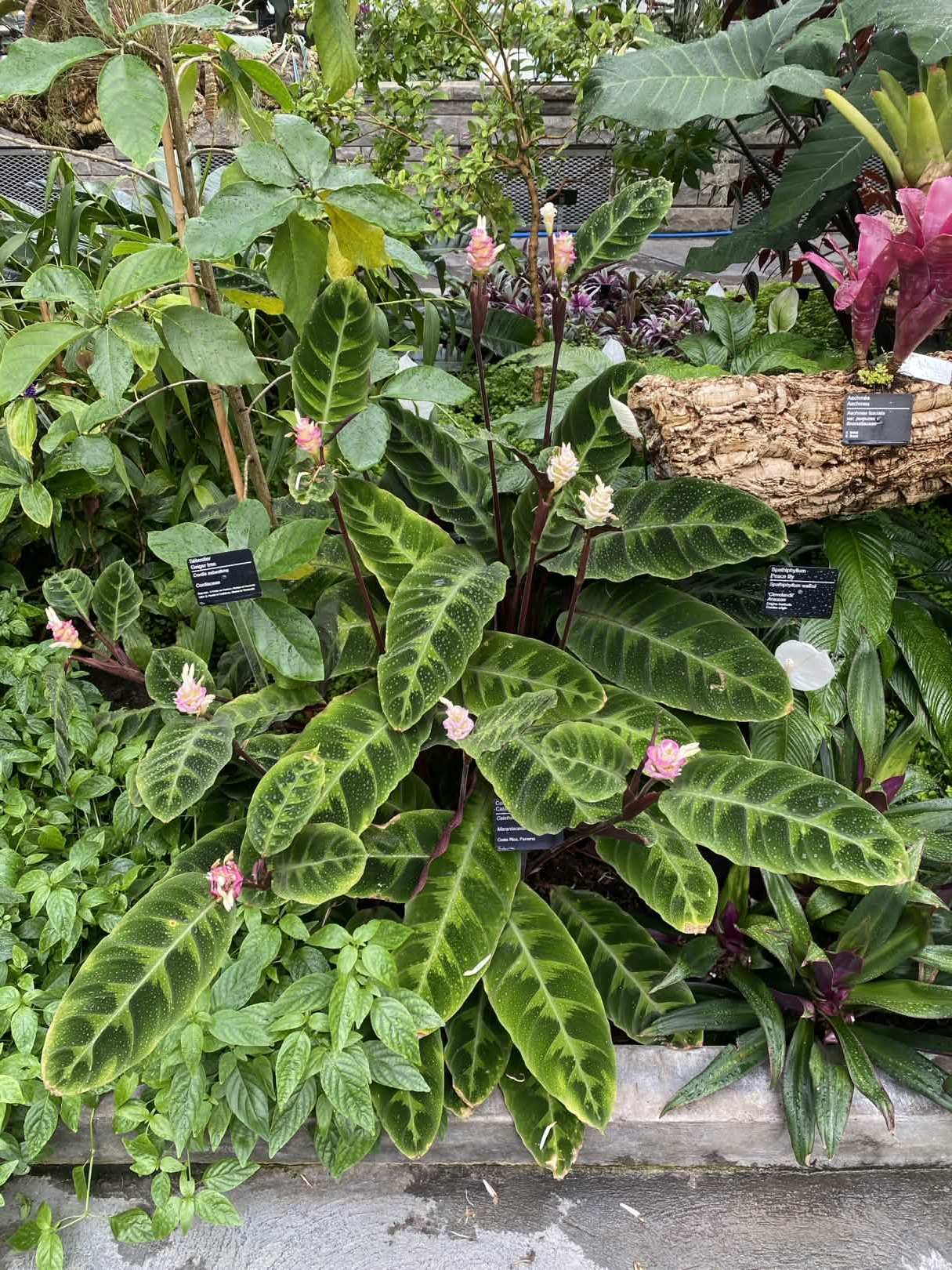 Mon Calathea