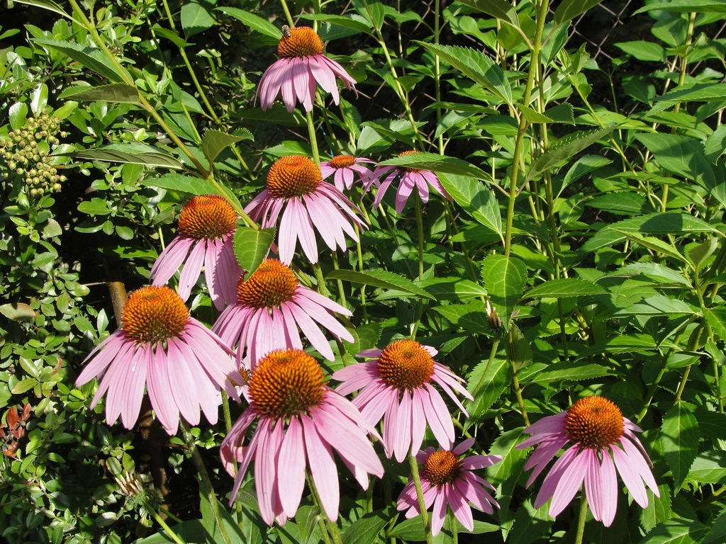 Echinacea purpurea