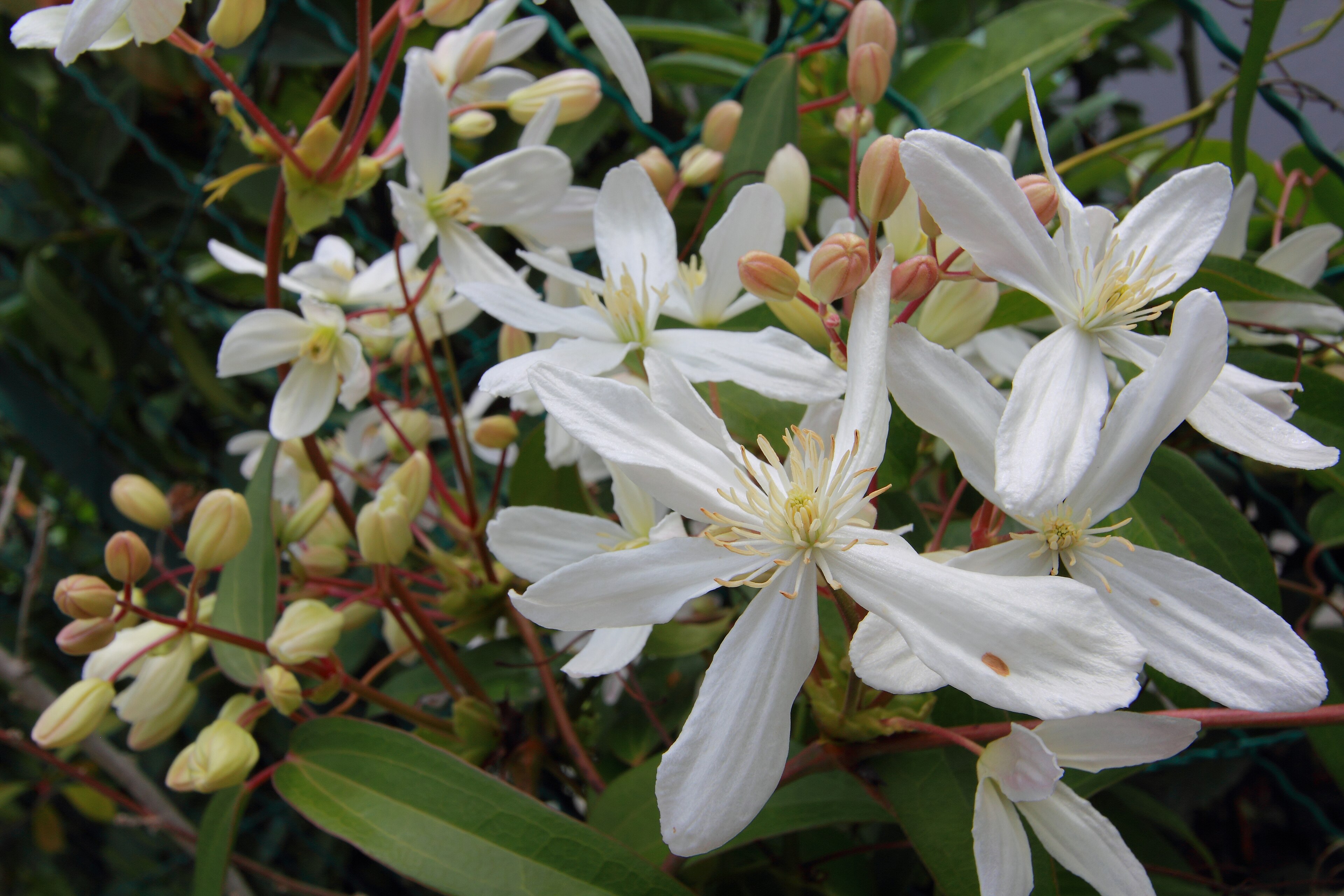 Mon Clematis