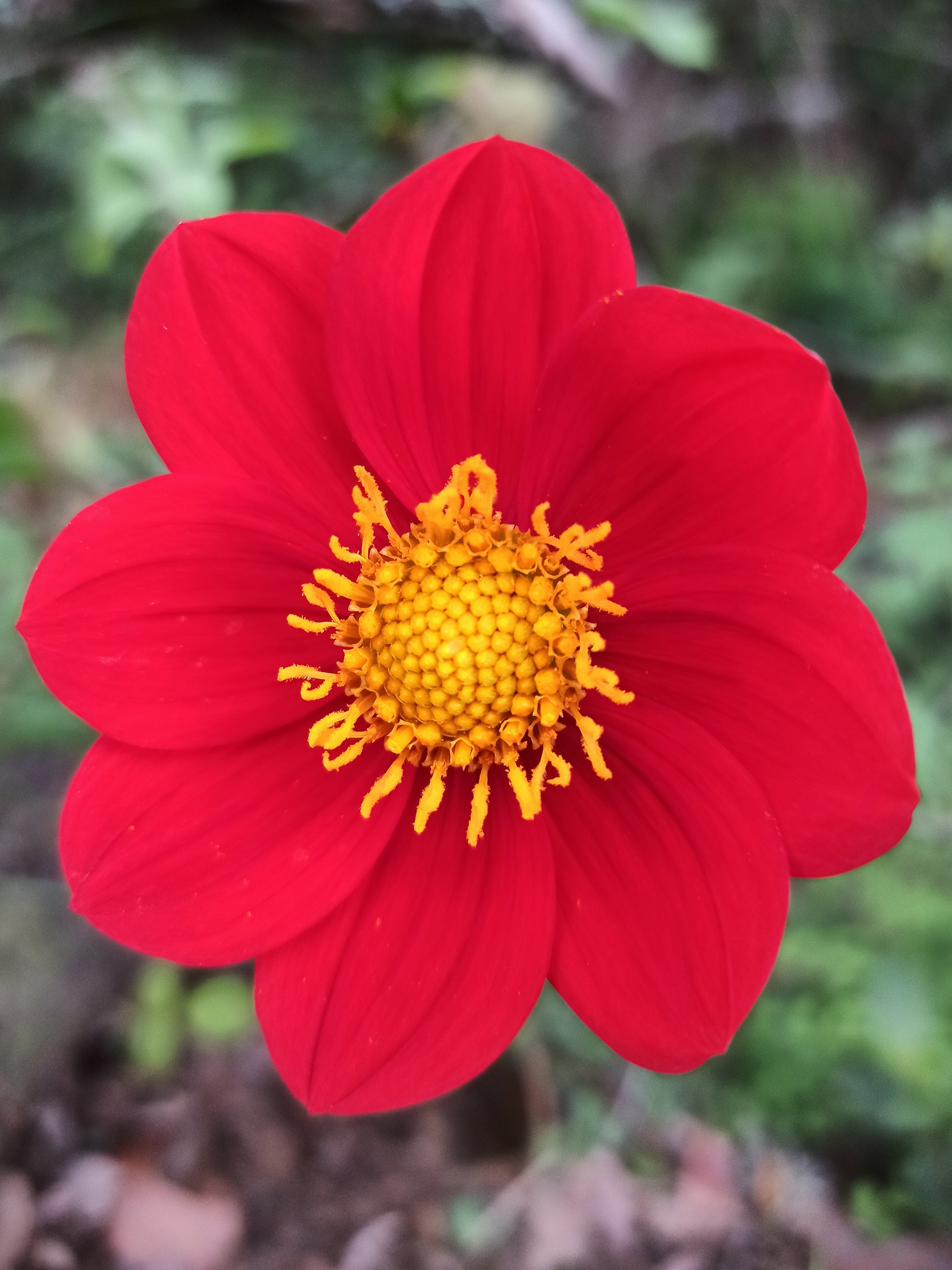 Dahlia coccinea