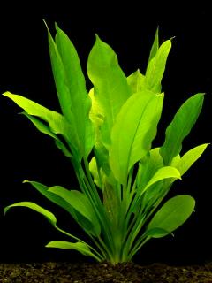 Mon Echinodorus