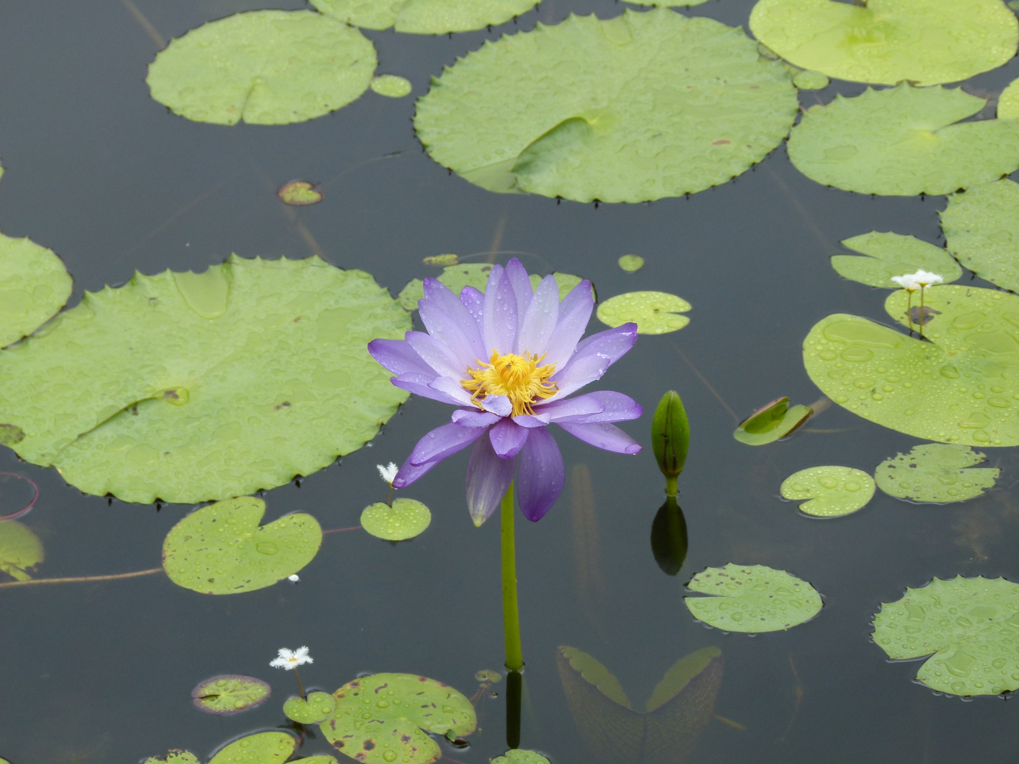 Mon Nymphaea