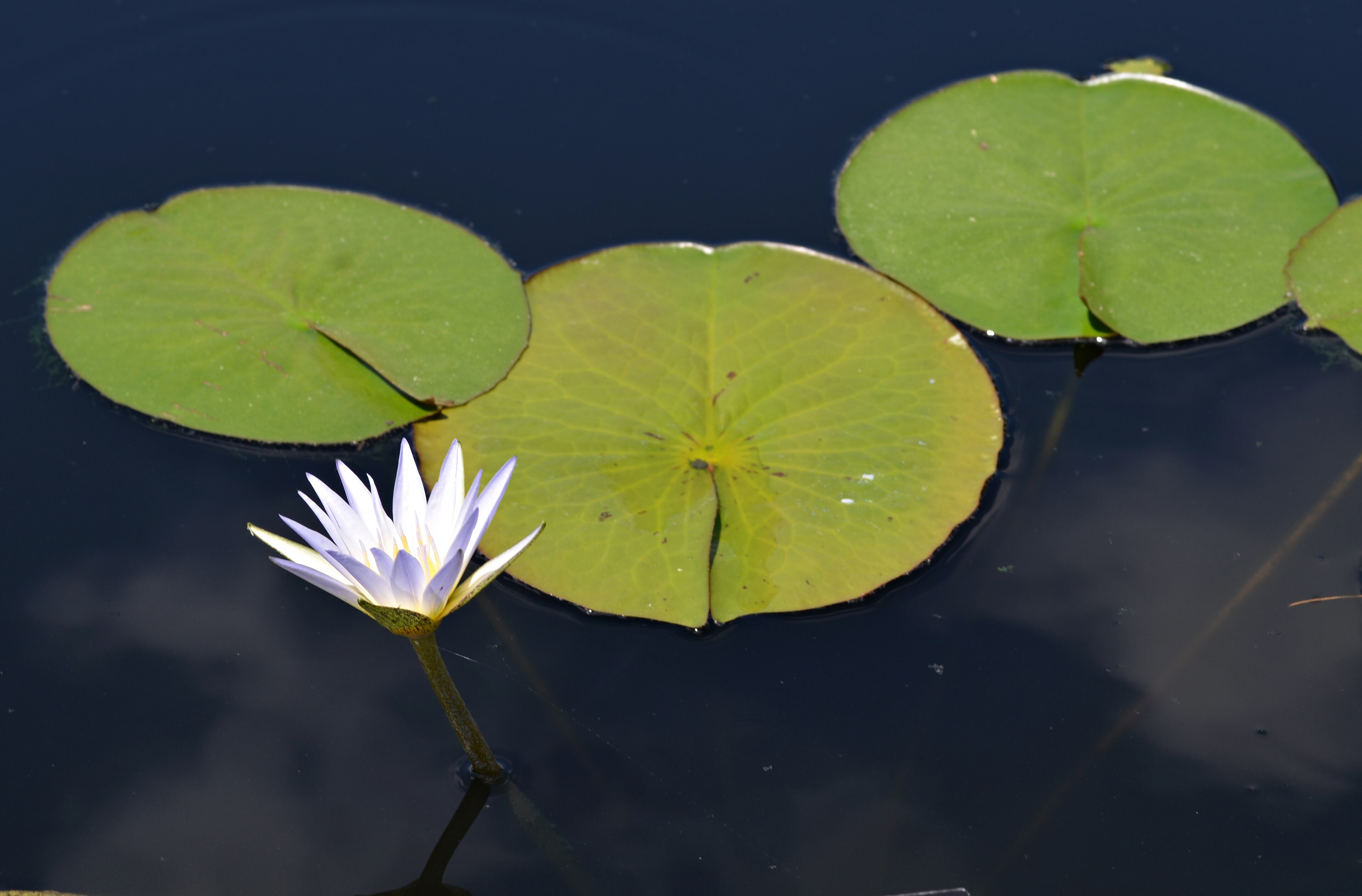 Mon Nymphaea