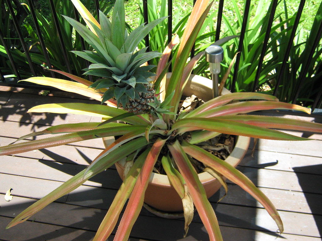 Vallisneria americana