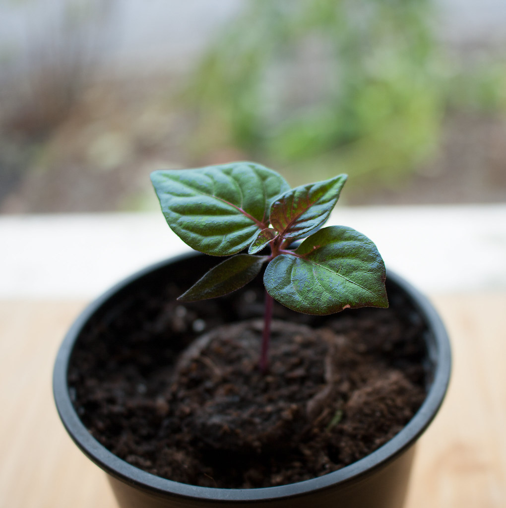Capsicum dimorphum