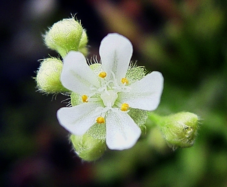 Mon Drosera