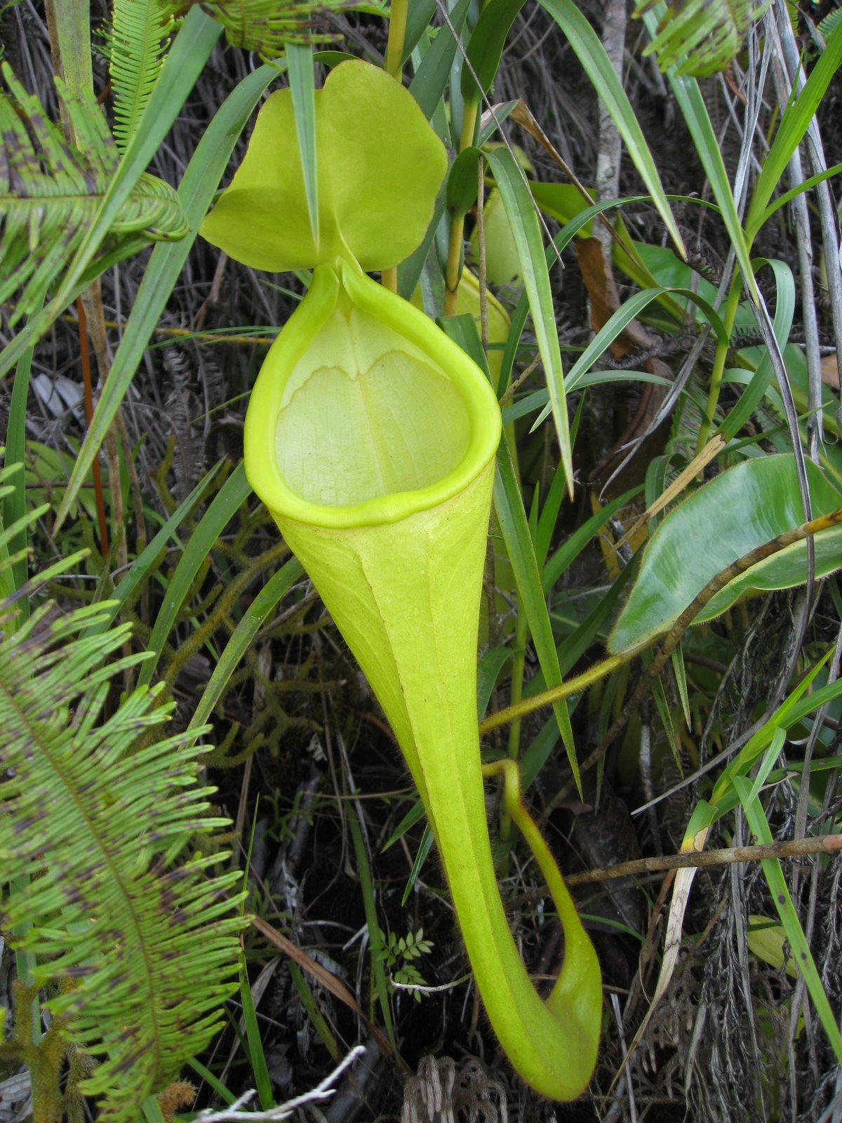 Mon Nepenthes