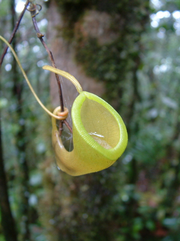 Mon Nepenthes
