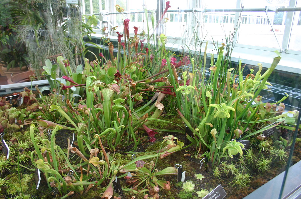 Sarracenia rubra ssp. gulfensis