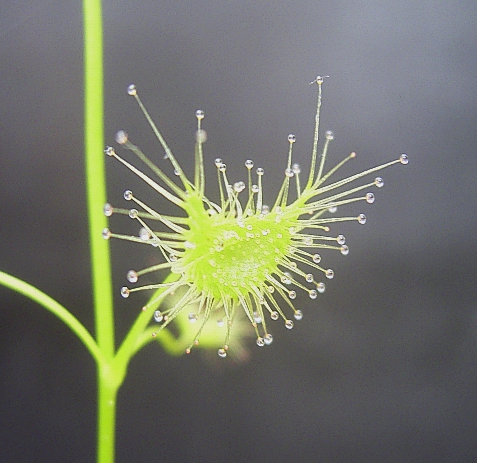Mon Drosera