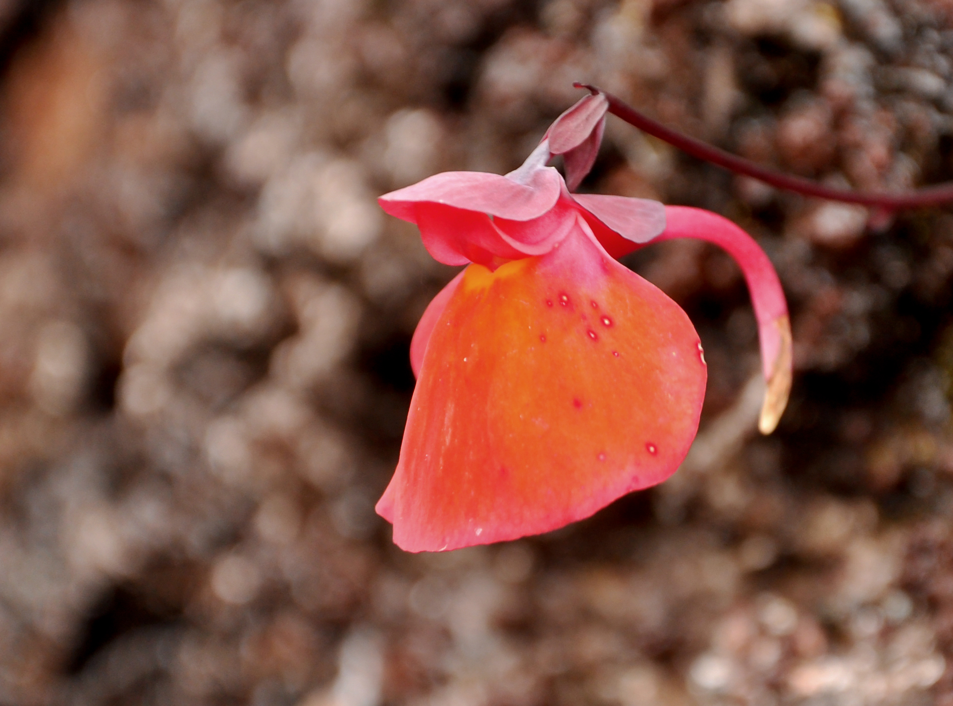 Mon Utricularia
