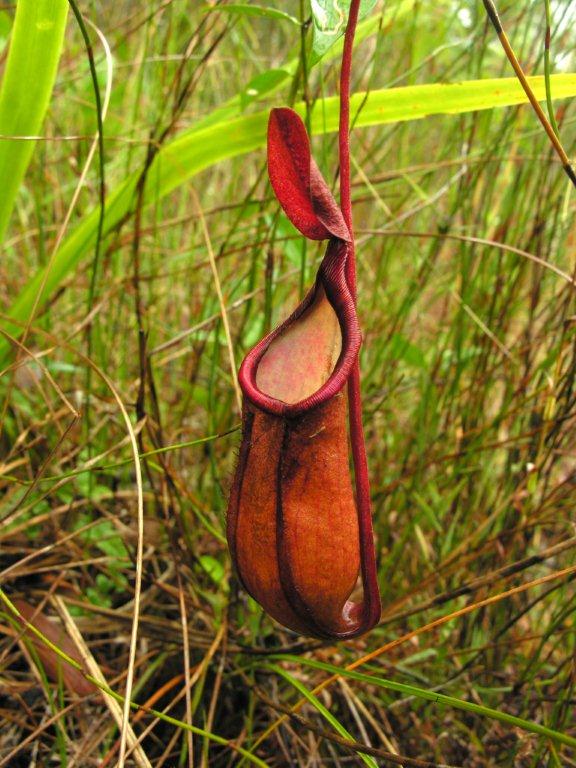 Mon Nepenthes
