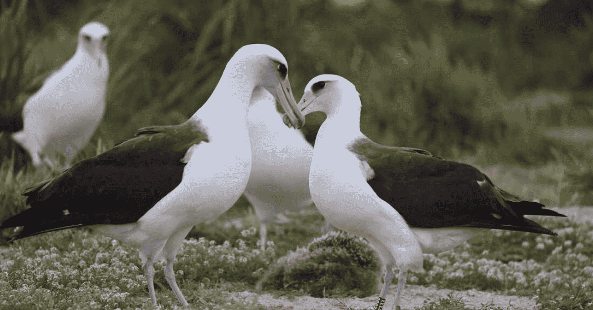 Wisdom the Albatross: Egg-Laying at 74