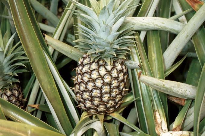 Pineapple 