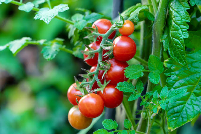 Tomatoes 