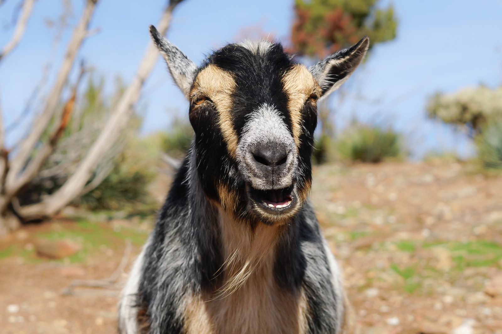 Goats - From Mahadibya Farm