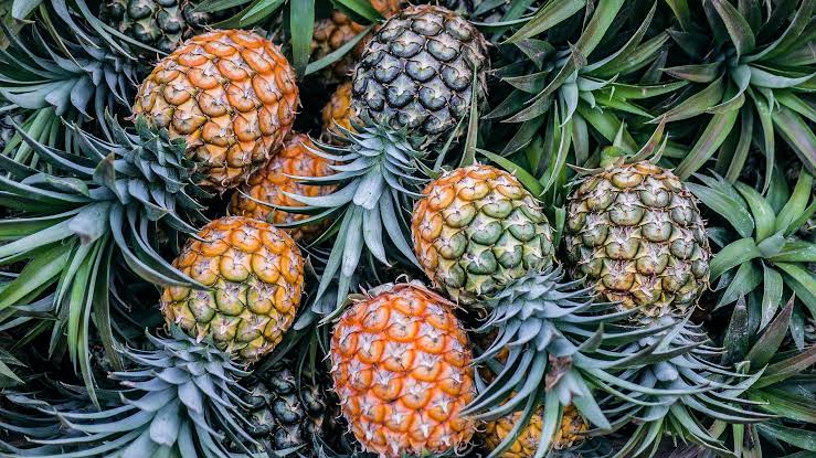 Organic Pineapple - Fresh From Mahadibya Farm