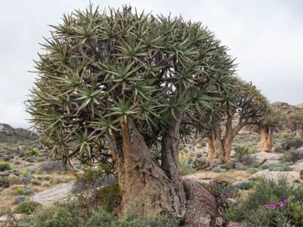Quiver Tree