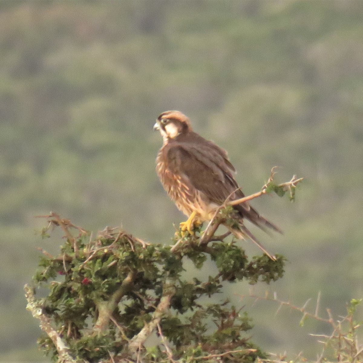 Lanner Falcon