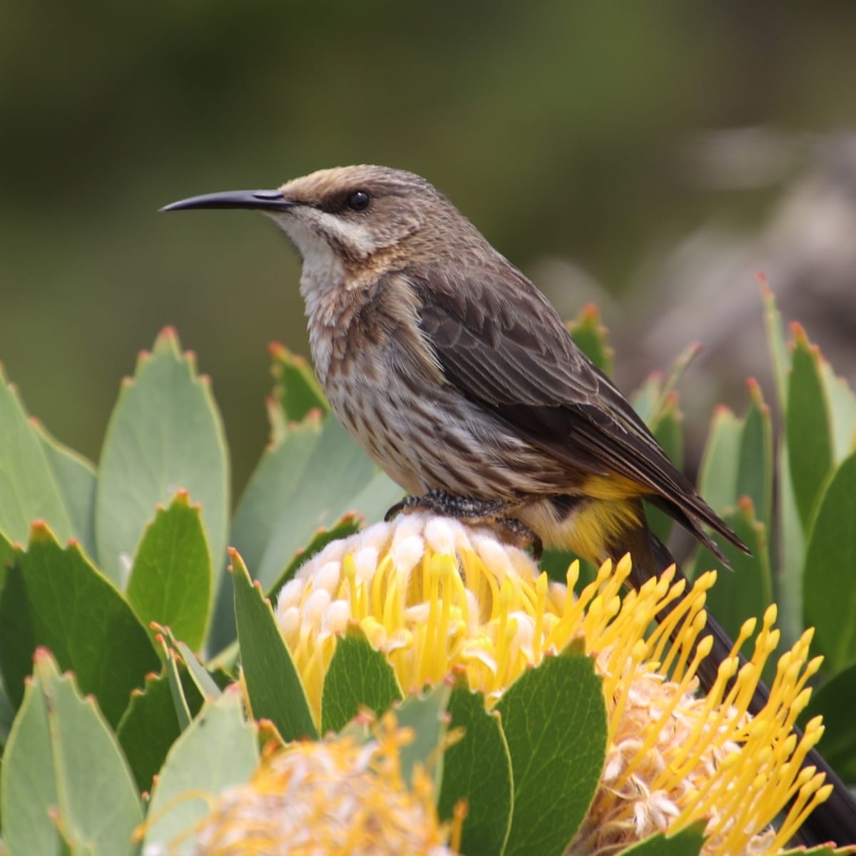 Cape Sugarbird
