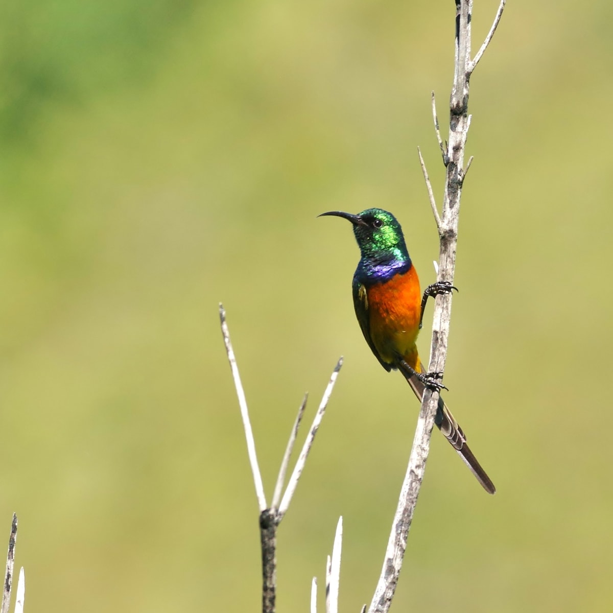 Orange-breasted Sunbird