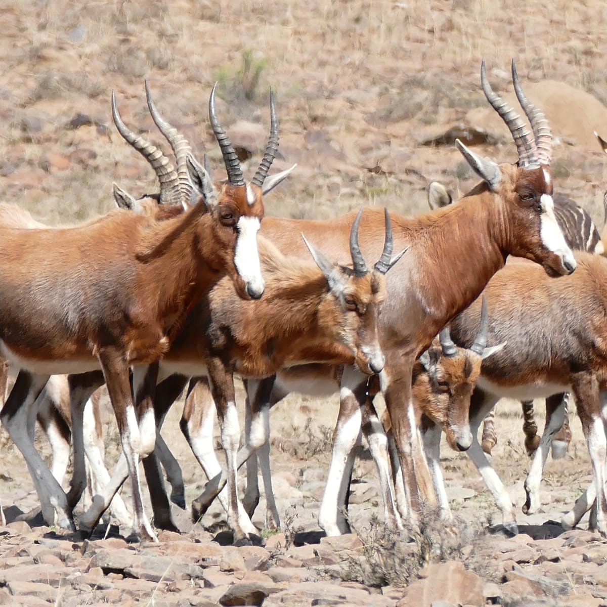 Blesbok
