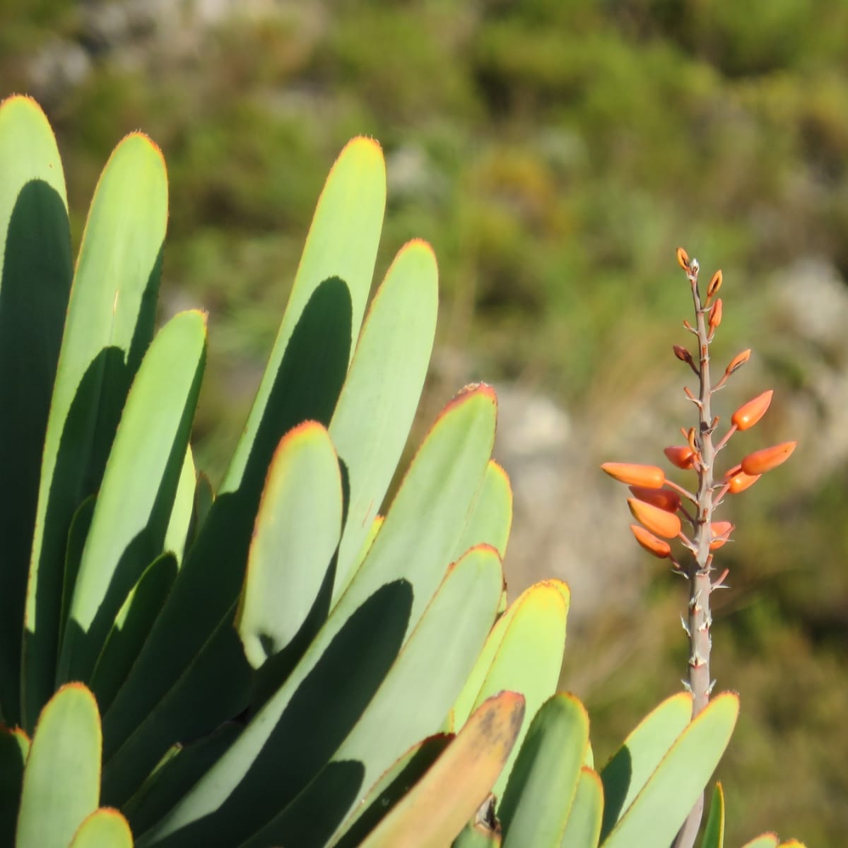Fan Aloe