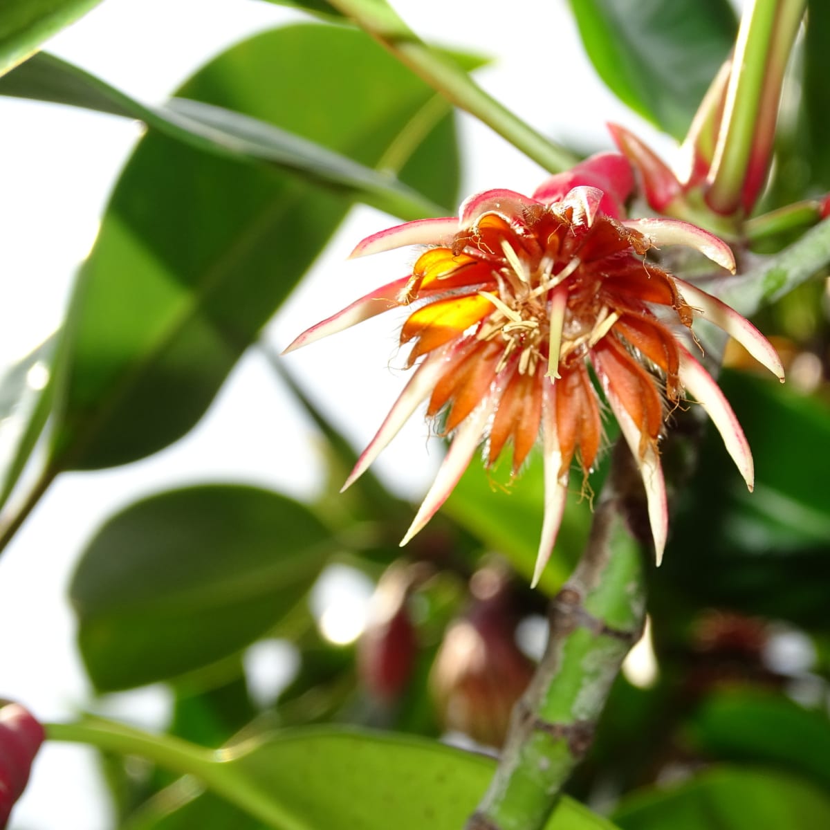Black Mangrove