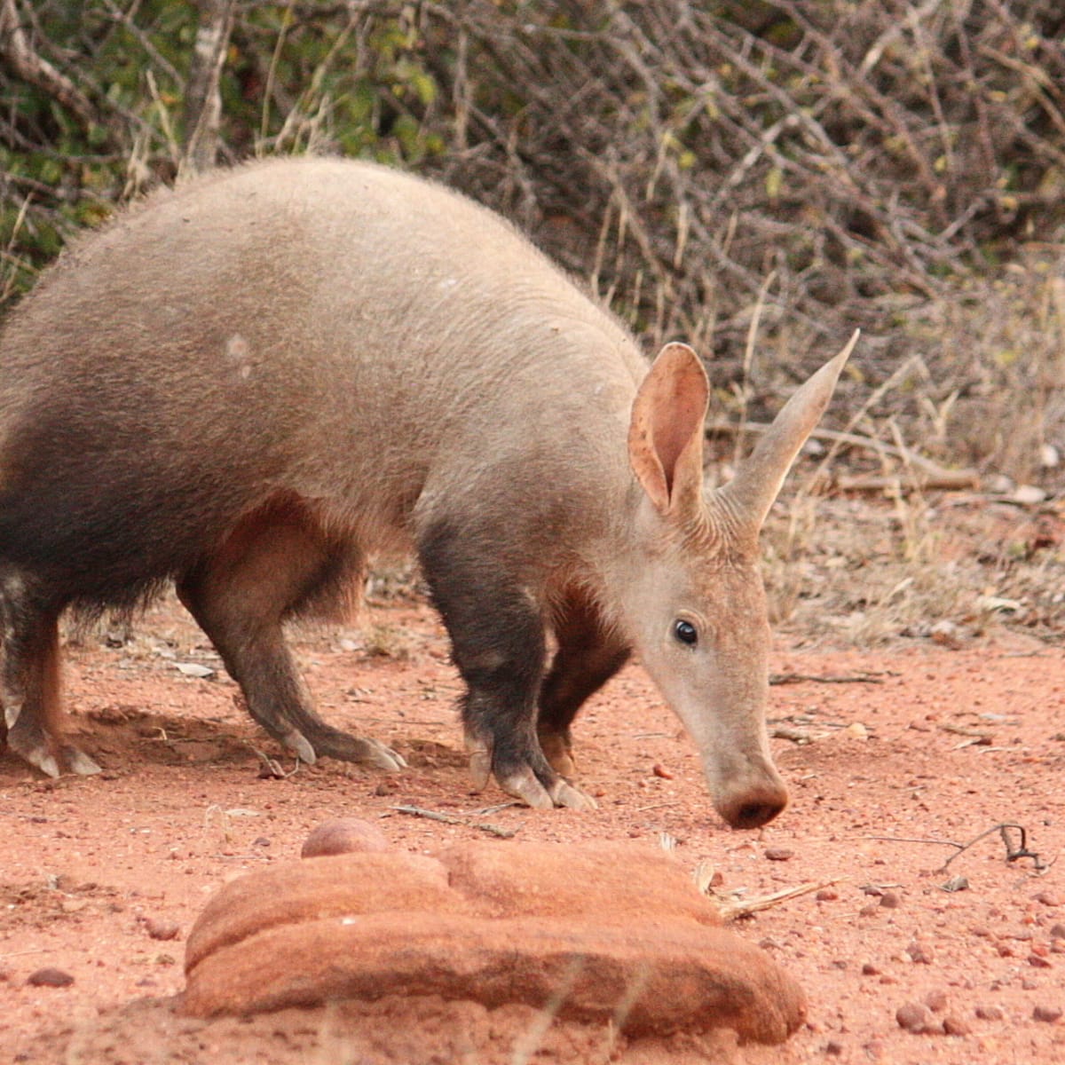 Aardvark