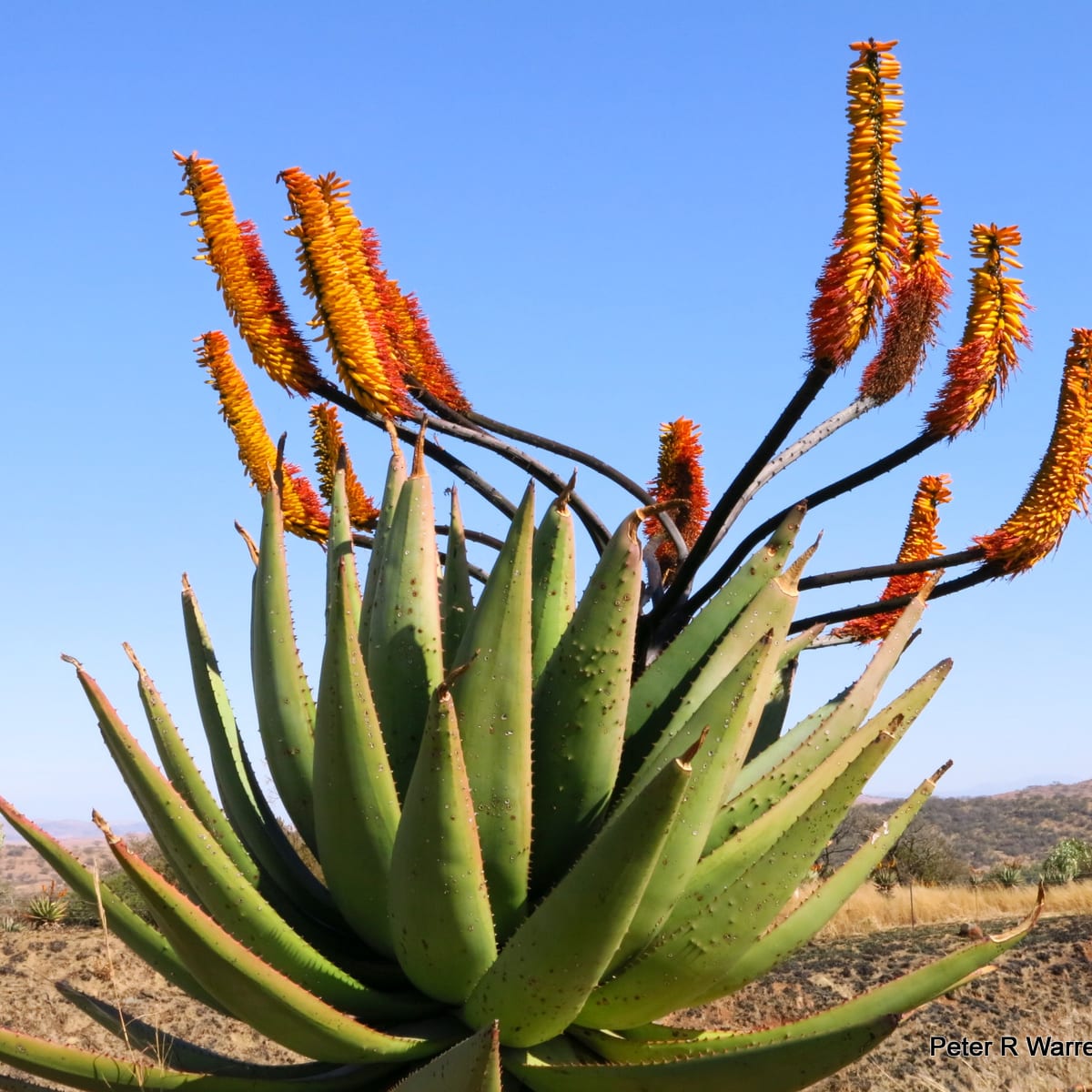 Mountain Aloe