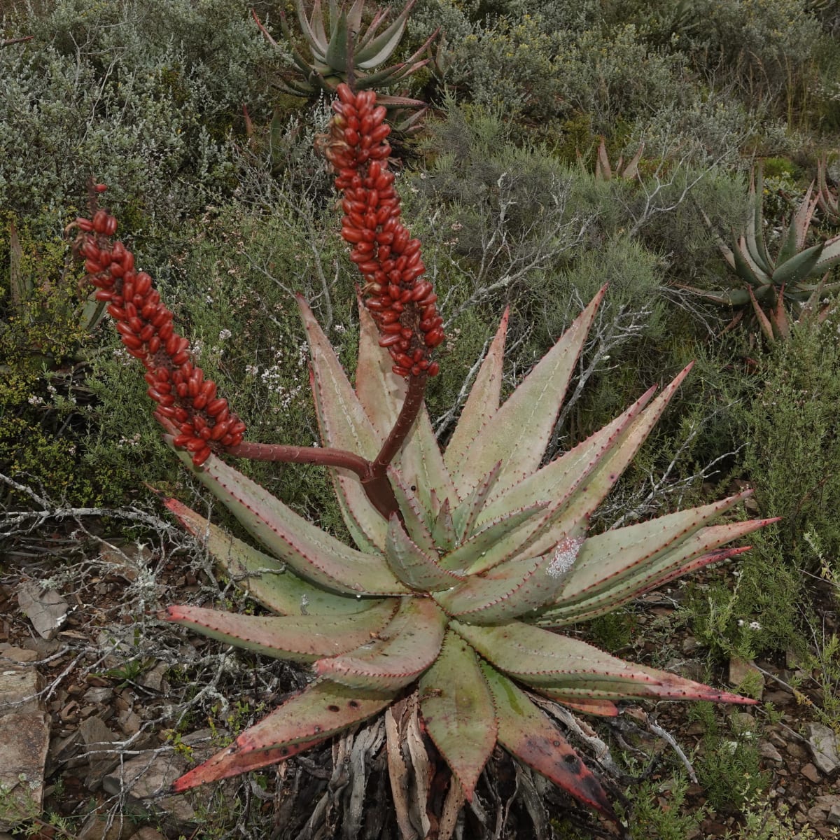 Bitter Aloe