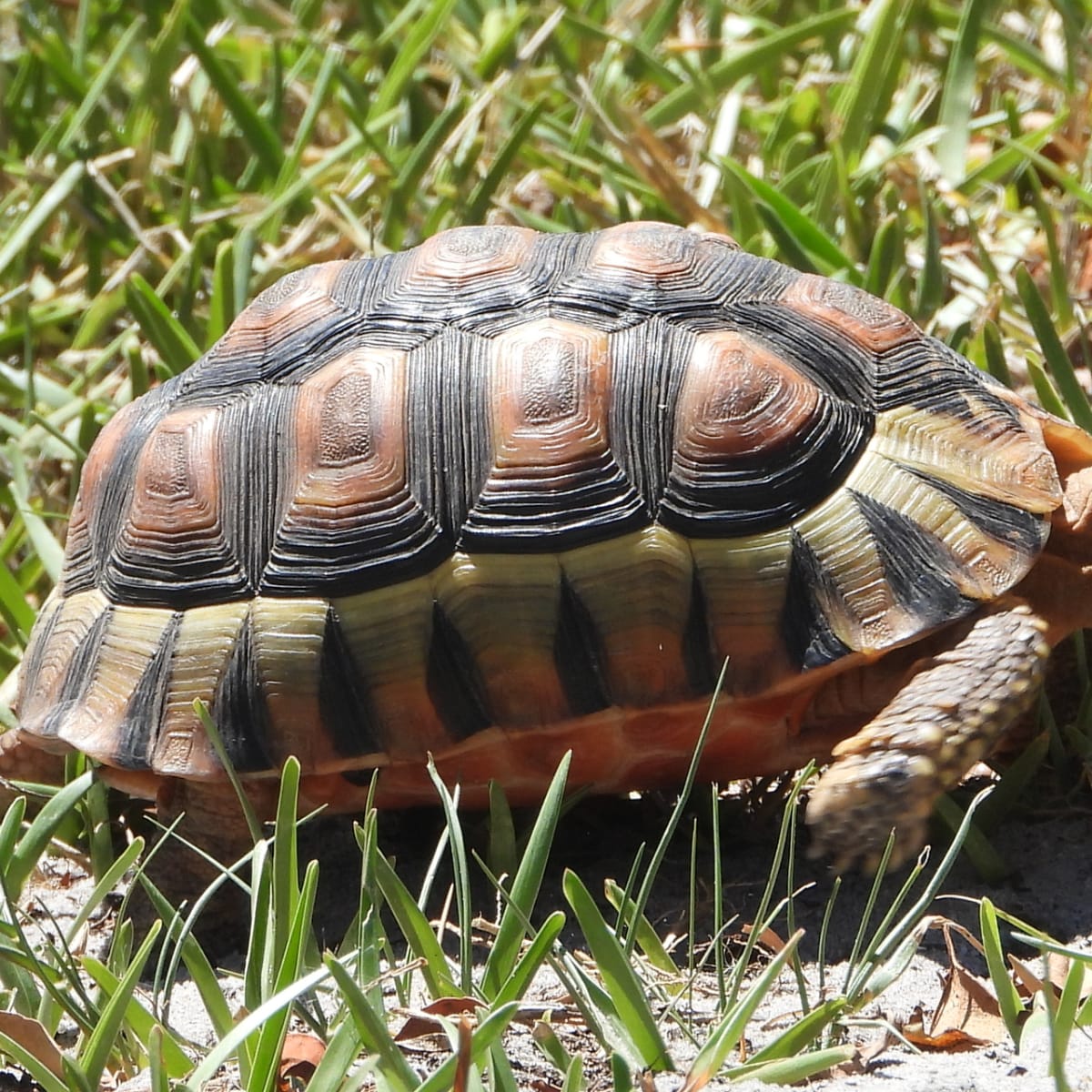 Angulate Tortoise